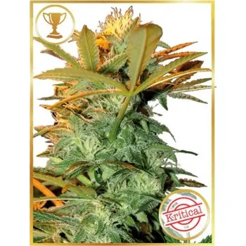 Semeno Mr. Hide Seeds - Mr. Kritical Mass 1 ks