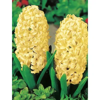 Semeno Lukon Glads Hyacint GIPSY PRINCESS - hyacinthus