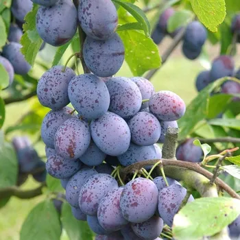 Sazenice SLIVOŇ HANITA Podnož Myrobalán