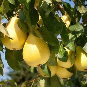 Sazenice HRUŠEŇ ´SOLANKA´ - hr.semenáč