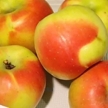 Sazenice JABLOŇ ČISTECKÉ LAHŮDKOVÉ - Podnož M26