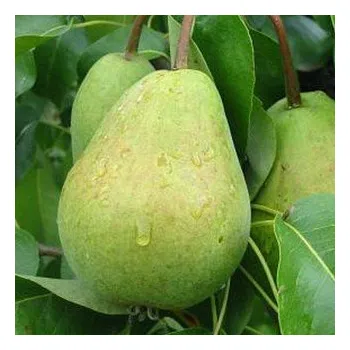 Sazenice HRUŠEŇ DECORA - Podnož Hr. semenáč