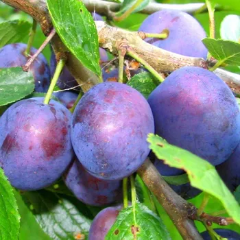 Sazenice SLIVOŇ ELENA ® - Podnož Myrobalán