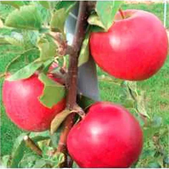 Sazenice JABLOŇ TÁBOR - Podnož P14