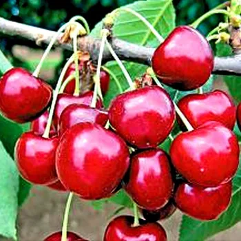 Sazenice VIŠEŇ FAVORIT sladkovišeň - Podnož Mahalebka