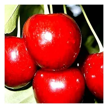 Sazenice TŘEŠEŇ REGINA - Podnož mahalebka