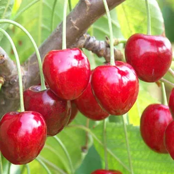 Sazenice TŘEŠEŇ LAPINS - SAMOSPRAŠNÁ - Podnož COLT