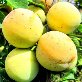 Sazenice RENKLODA WAZONOVA - Podnož Myrobalán