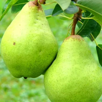 Sazenice HRUŠEŇ DAVID - Podnož Kdouloň