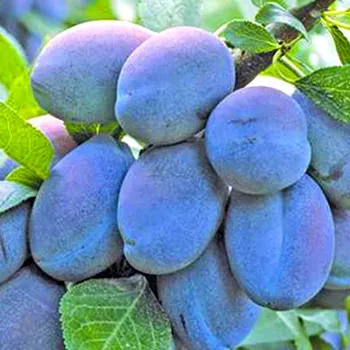 Sazenice SLIVOŇ STANLEY - Podnož Myrobalán