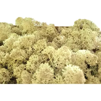 Obraz Sobí mech Chrobotek Naturalny 500 PREMIUM