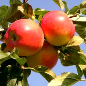 Sazenice JABLOŇ DISCOVERY - podnož MM106