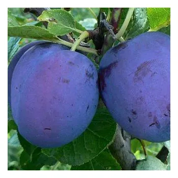 Sazenice SLIVOŇ HAMANOVA - Podnož Myrobalán