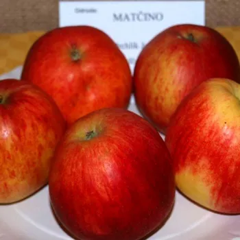 Sazenice JABLOŇ NONETIT - MATČINO - Podnož MM106
