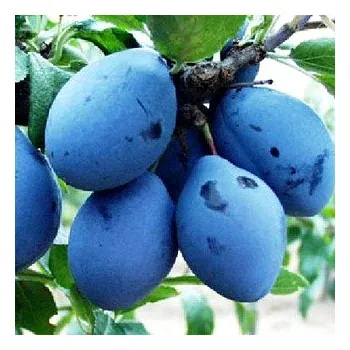 Sazenice SLIVOŇ VALJEVKA - Podnož Myrobalán