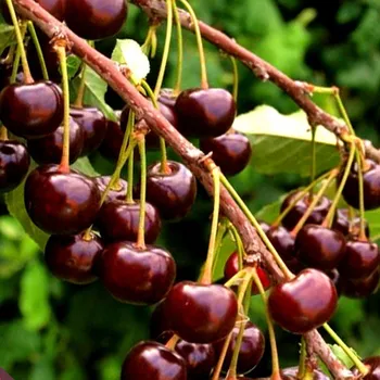 Sazenice VIŠEŇ MORELA POZDNÍ - Podnož Mahalebka