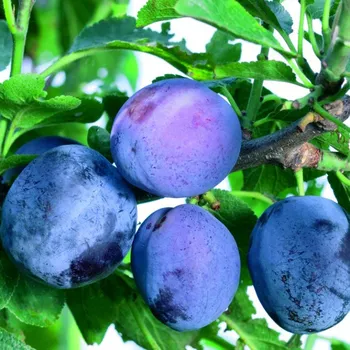 Sazenice SLIVOŇ HERMAN - samosprašná, odolná - Podnož Myrobalán