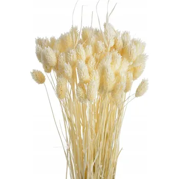Bílé sušené proso kanárské (Phalaris) - Kytice, dekorace BOHO Sušené Květiny Dekor