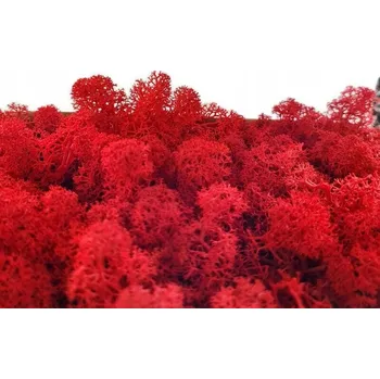 Obraz Sobí mech chrobotek červený Premium 500 g – Krásný