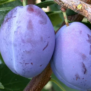 Sazenice SLIVOŇ PRESIDENT - podnož Myrobalán