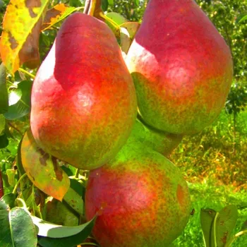 Sazenice HRUŠEŇ ISOLDA - Podnož kdouloň