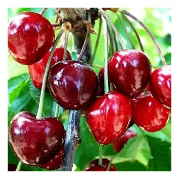 Sazenice TŘEŠEŇ GRANÁT - Podnož Mahalebka