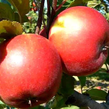 Sazenice JABLOŇ ROZELA - Podnož M26