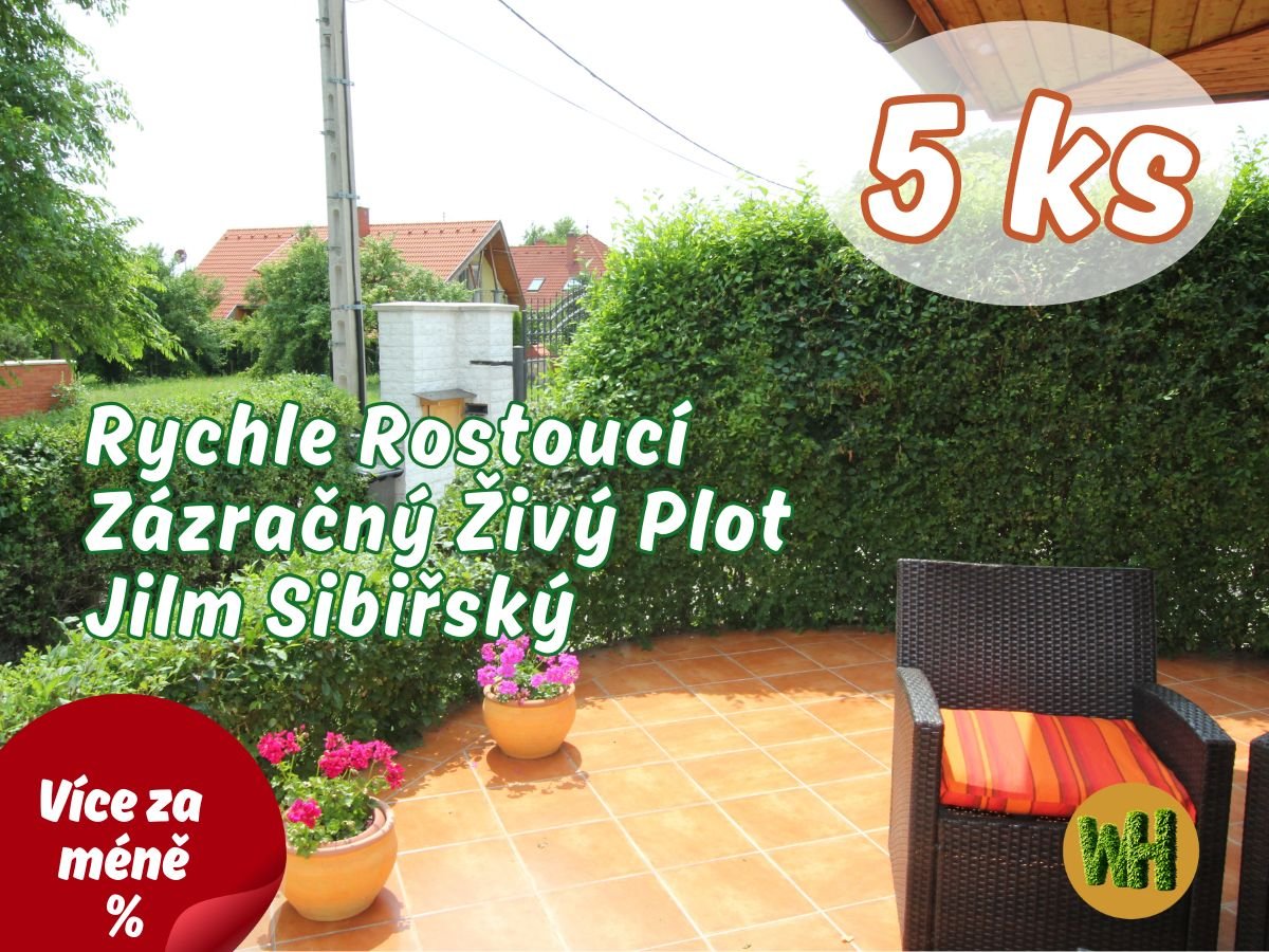 WonderHedge Zázračný živý plot - Jilm Sibiřský - jednoleté sazencie - 5 Ks v balení