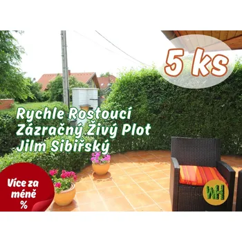 Sazenice WonderHedge Zázračný živý plot - Jilm Sibiřský - jednoleté sazencie - 5 Ks v balení