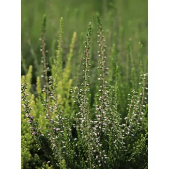 Sazenice Vřes obecný 'Rosa Elisa'