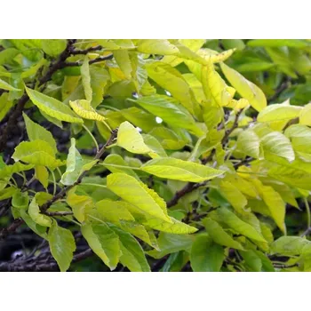 Sazenice Moruše bílá 'Fegyvernekiana' kontejner C5