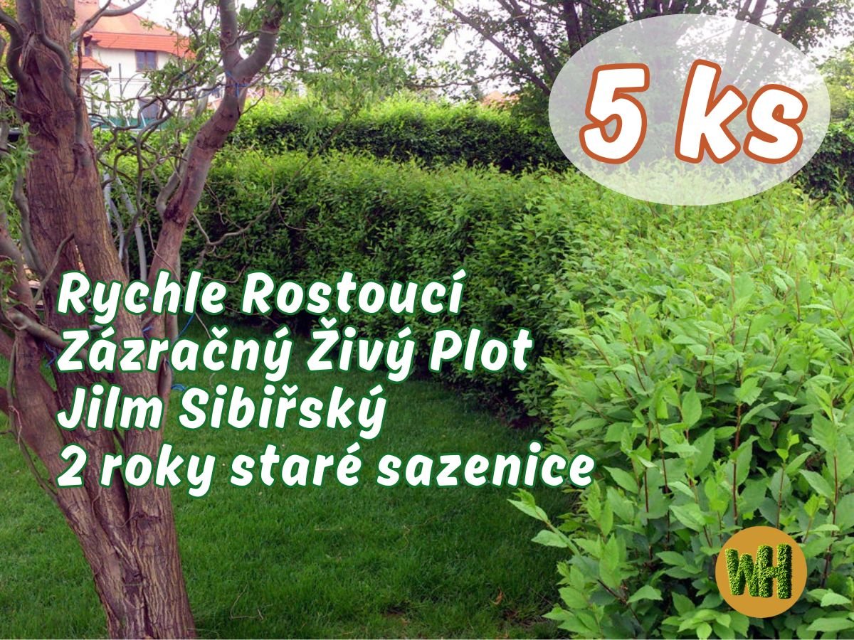 WonderHedge Zázračný živý plot - Jilm Sibiřský - dvouleté sazencie - 5 Ks v balení