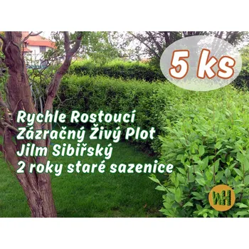 Sazenice WonderHedge Zázračný živý plot - Jilm Sibiřský - dvouleté sazencie - 5 Ks v balení