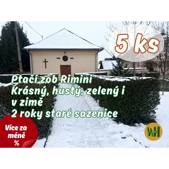 Sazenice WonderHedge Ptačí zob Rimini - zelený i v zimě - dvouleté sazencie - 5 Ks v balení