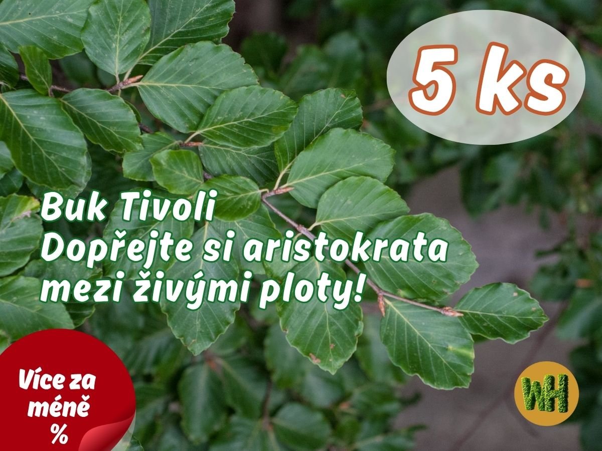 WonderHedge Buk Tivoli - aristokrat mezi živými ploty - 5 Ks v balení