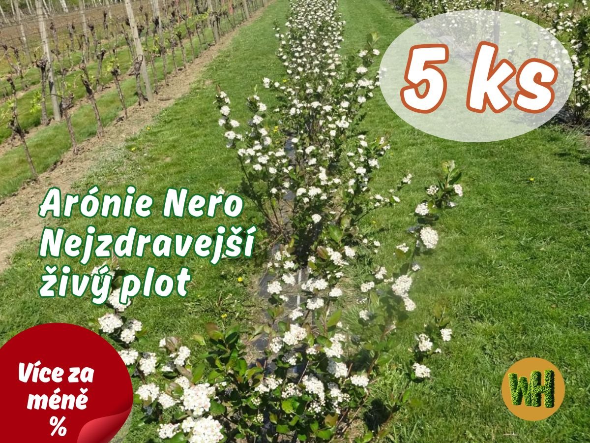 WonderHedge Arónie - černý jeřáb, dvouleté sazencie - 5 Ks v balení
