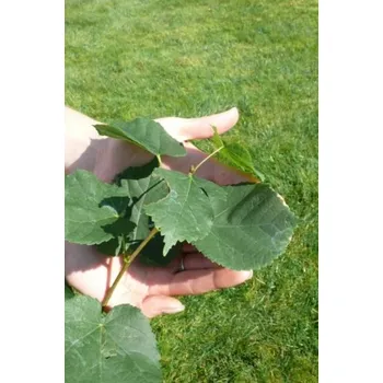 Sazenice Lípa malolistá 26-35 cm QP60