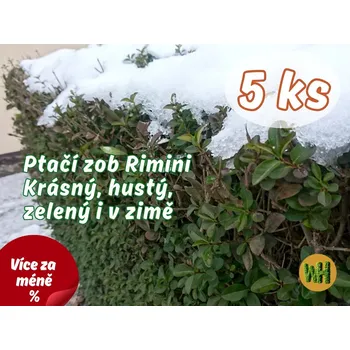 Sazenice WonderHedge Ptačí zob Rimini - zelený i v zimě - jednoleté sazencie - 5 Ks v balení
