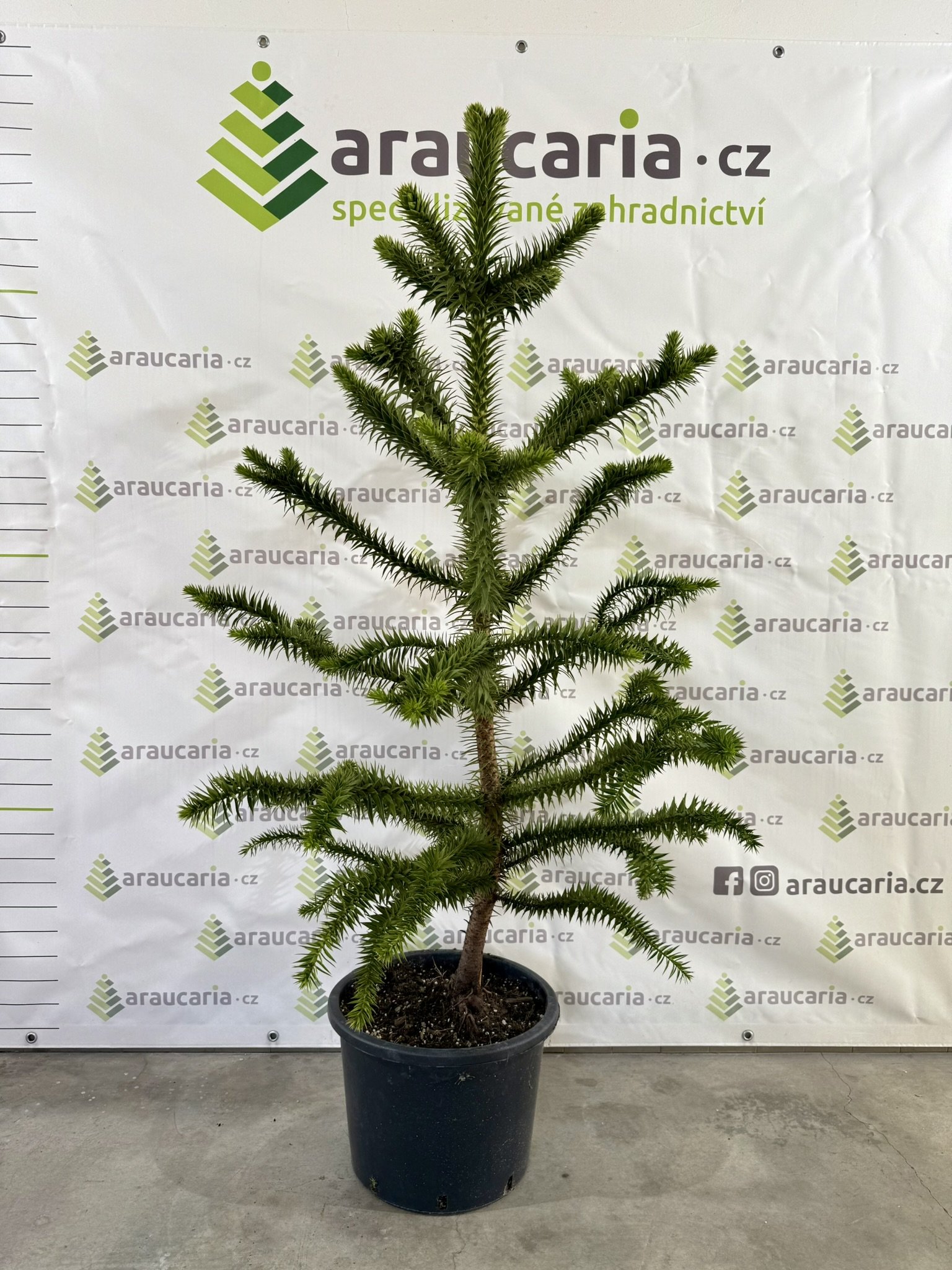 Araucaria araucana - Blahočet čilský 140–150 cm (25-30 l kontejner), Reg. č.: CZ-2797