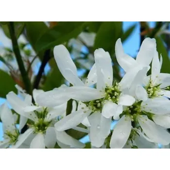 Sazenice Muchovník hladký 'Ballerina' Balení: kontejner C12