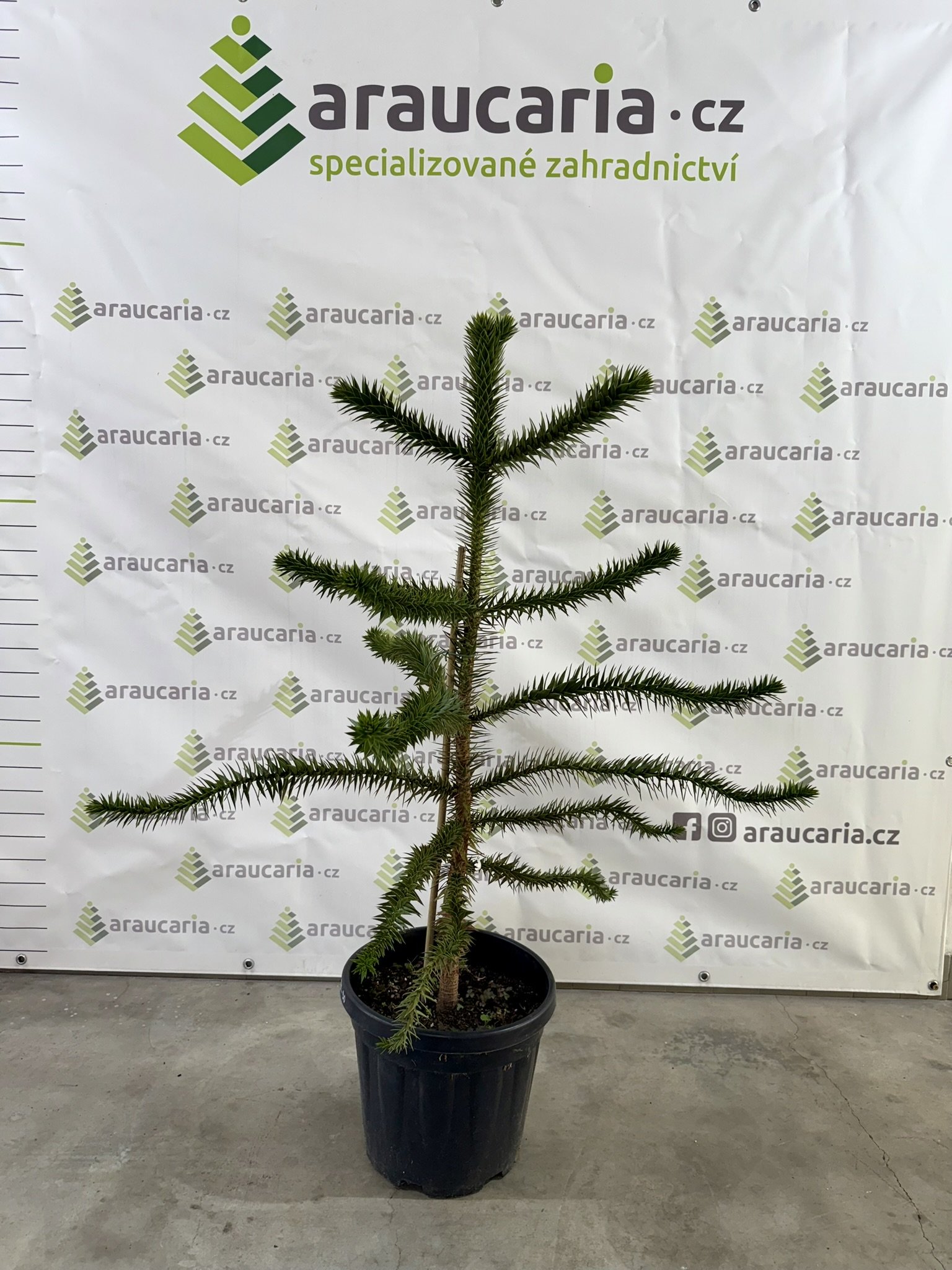 Araucaria araucana - Blahočet čilský 100-110 cm (20-30 l kontejner), Reg. č.: CZ-2797
