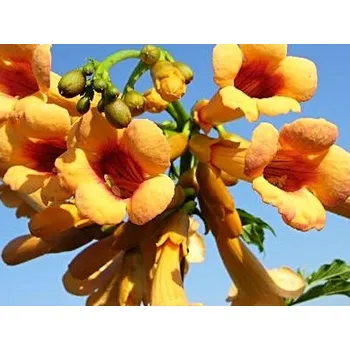 Sazenice Trubač kořenující 'Judy' Balení: kontejner C2