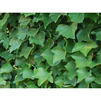 Sazenice Břečťan irský kontejner C12