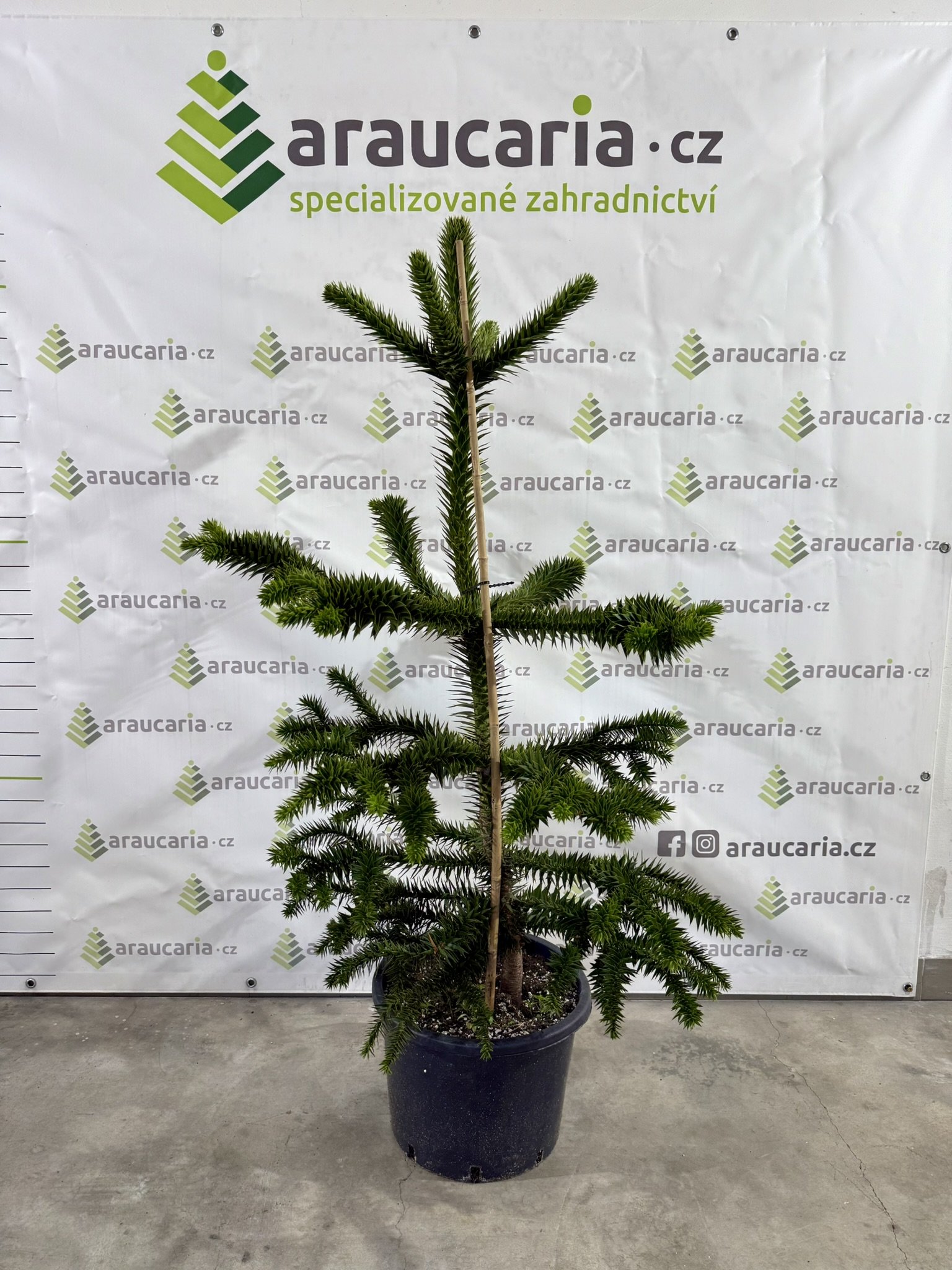 Araucaria araucana - Blahočet čilský 130–140 cm (25-30 l kontejner), Reg. č.: CZ-2797