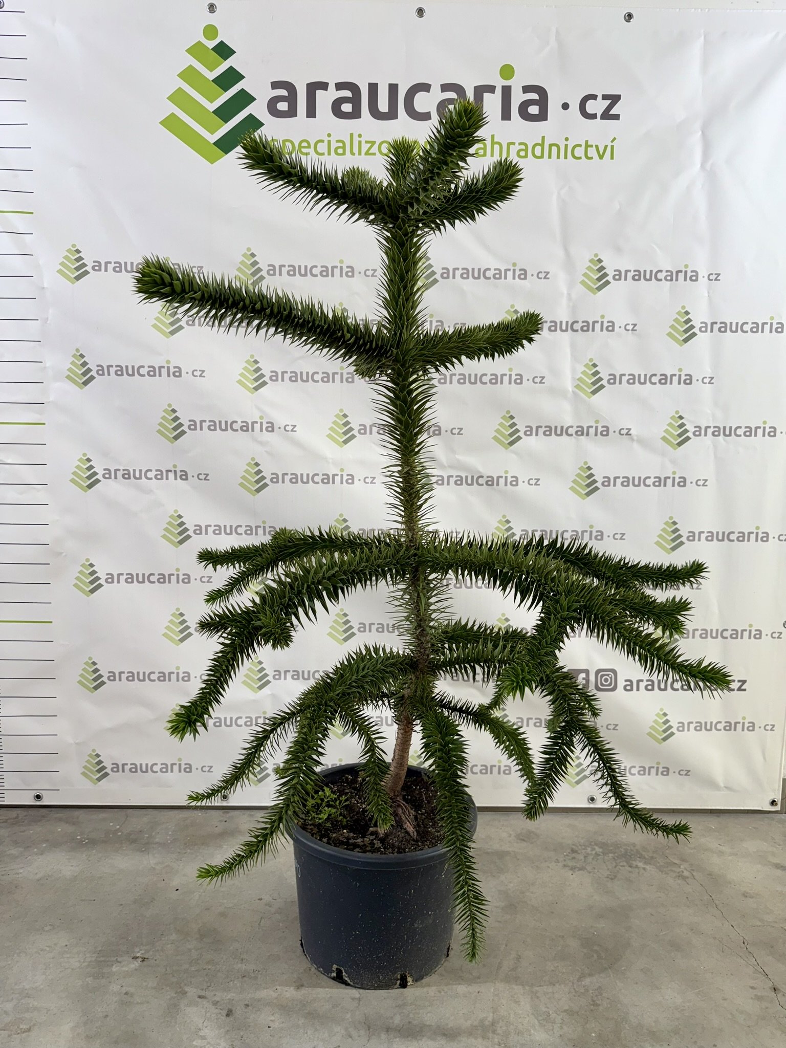 Araucaria araucana - Blahočet čilský 120–130 cm (25-30 l kontejner), Reg. č.: CZ-2797