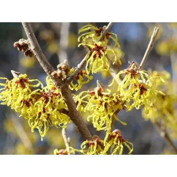 Sazenice Vilín prostřední 'Arnold Promise' Balení: kontejner C3