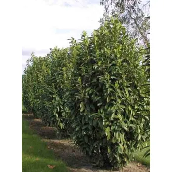 Sazenice Bobkovišeň lékařská 'Genolia' Balení: kontejner C12