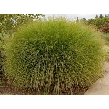 Sazenice Ozdobnice čínská 'Gracilimus' - Miscanthus sinensis 'Gracilimus' Balení: kontejner C12