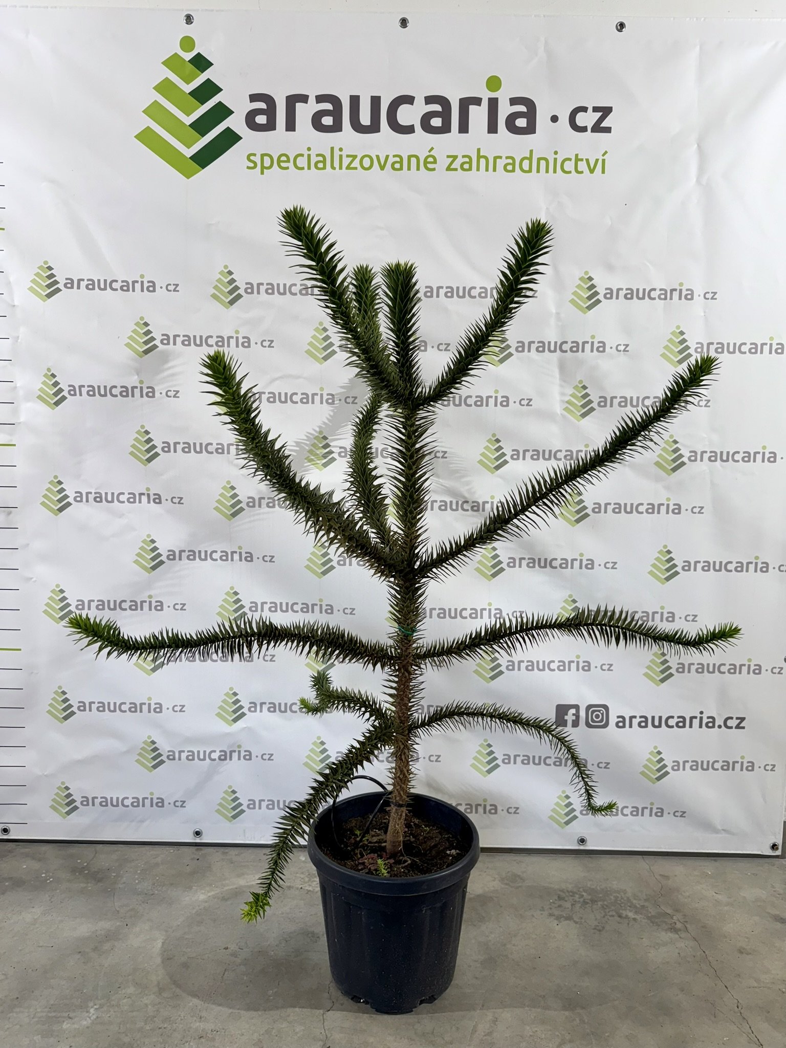 Araucaria araucana - Blahočet čilský 110-120 cm (20-30 l kontejner), Reg. č.: CZ-2797