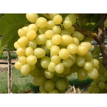 Sazenice Réva vinná 'Primavera' kontejner C2